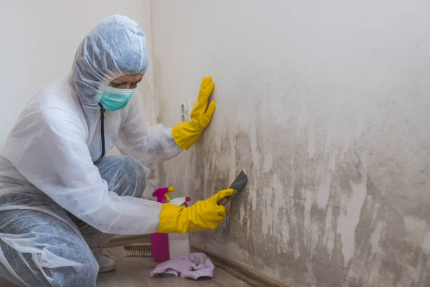 Reliable Erie, KS Mold Remediation Solutions